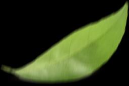 falling leaf